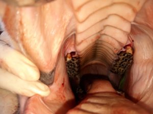Extraction achevée des dents de loup de GEZARA 2,5 ans - kiliane-dentisterie-equine.com