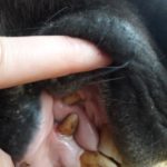 Canine précédente détartrée-  kiliane dentisterie-equine.com