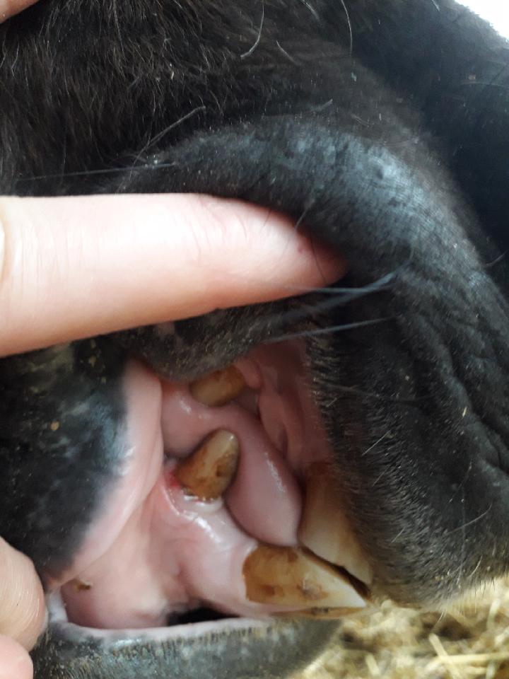 Canine précédente détartrée-  kiliane dentisterie-equine.com