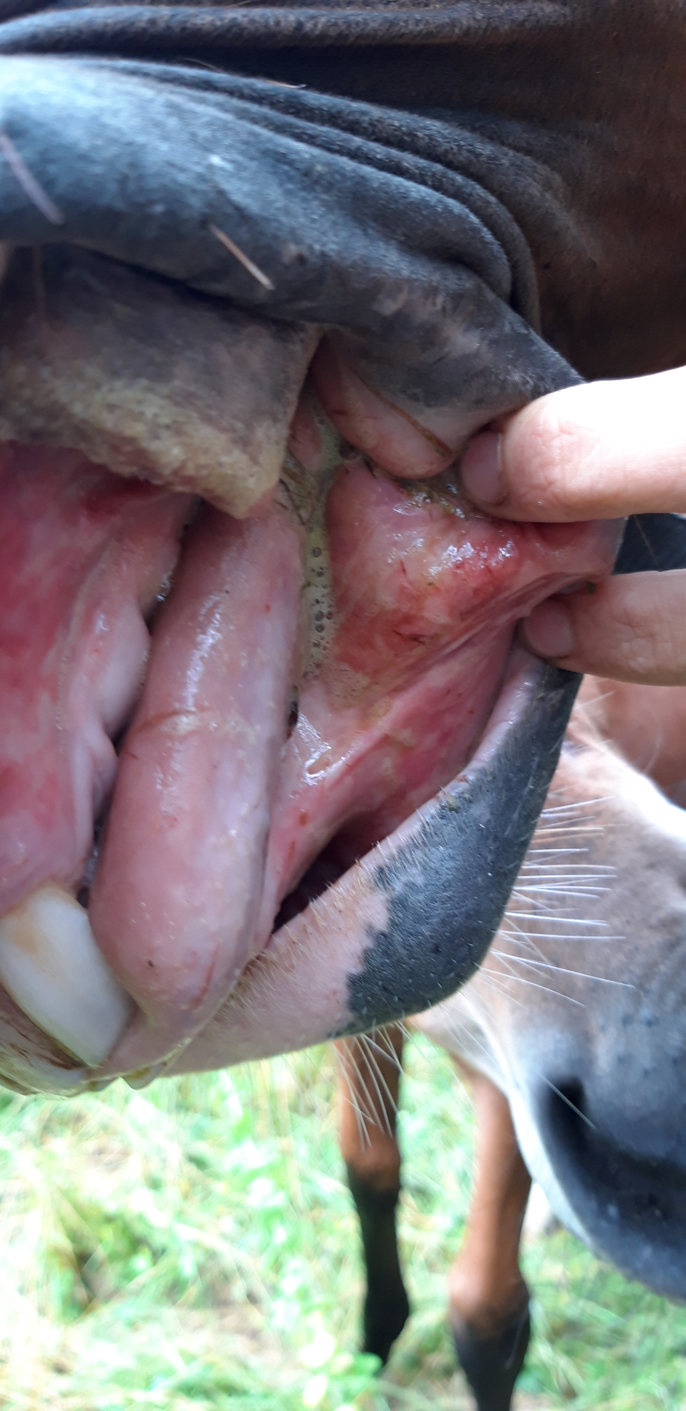 Muqueuses irritées chez Rafale, côté gauche- kiliane-dentisterie-equine.com