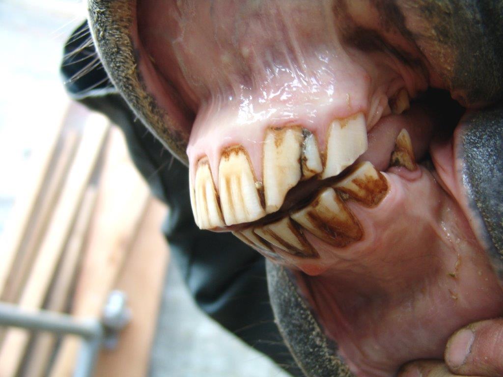 202 fracture carie - Photo de PAC- kiliane-dentisterie-equine.com