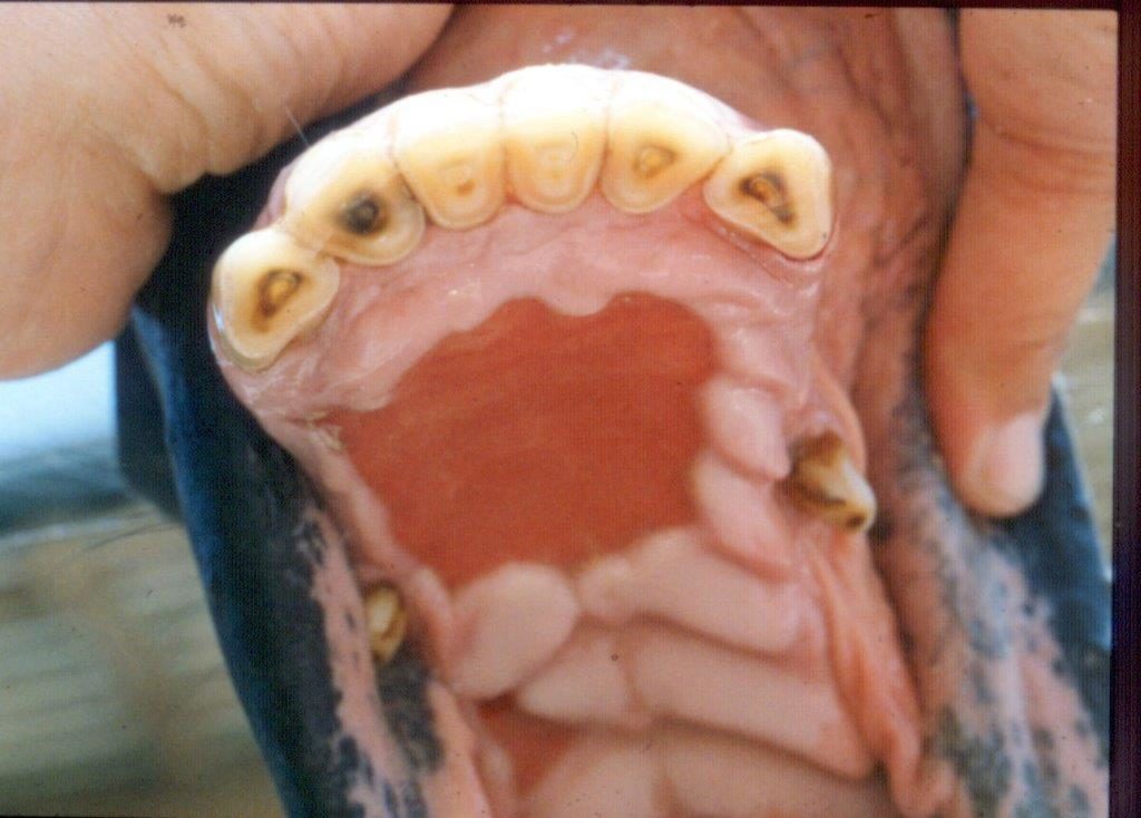 Tiqueur à l'appui de 18 ans- Photo de PAC-  site kiliane-dentisterie-equine.com