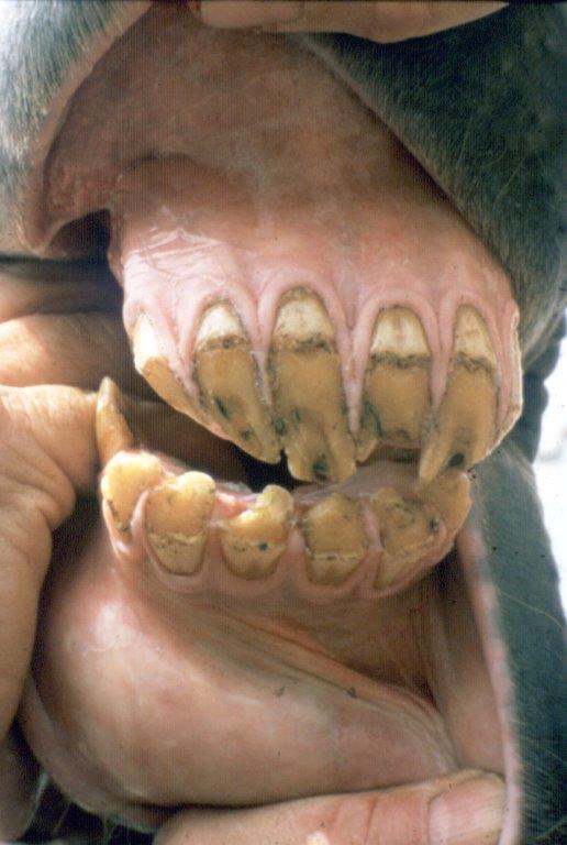 Usure des incisives , jument  Irlandaise de 26 ans, faisant ses gammes sur les barreaux- Photo de PAC- site kiliane-dentisterie-equine.com