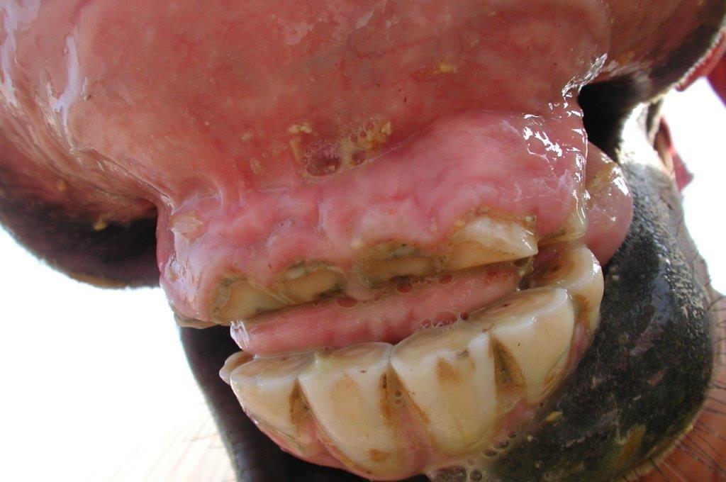 Usure due au tic - Photo de PAC- site kiliane-dentisterie-equine.com